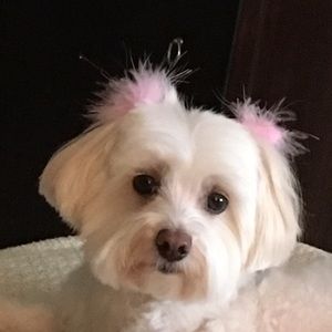 Meet your Posher, Susan